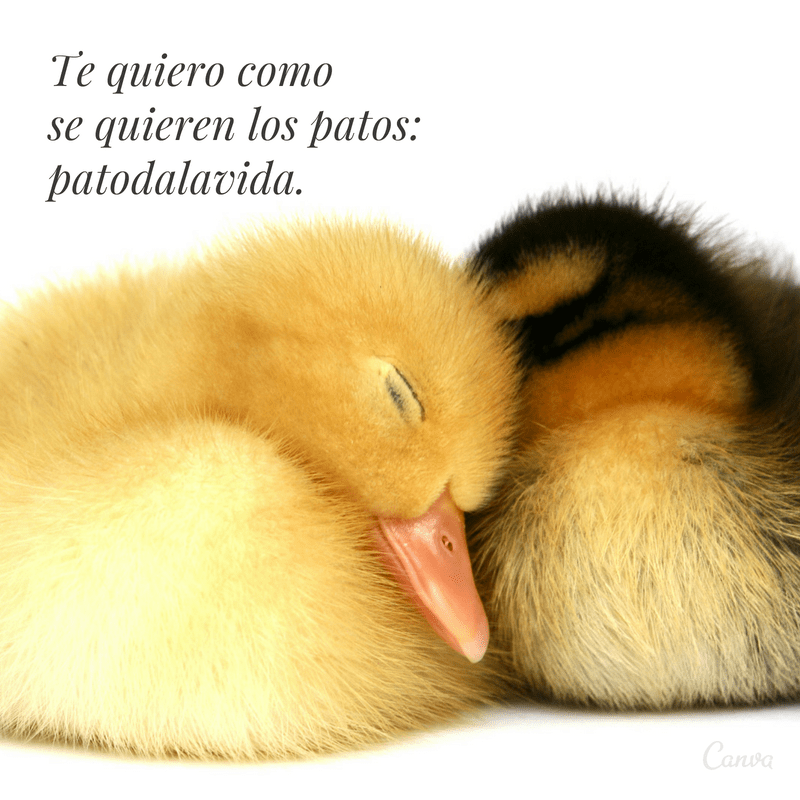 pic Imagenes Chistosas De Amor Para Mi Novio divertidas frases de amor chistosas