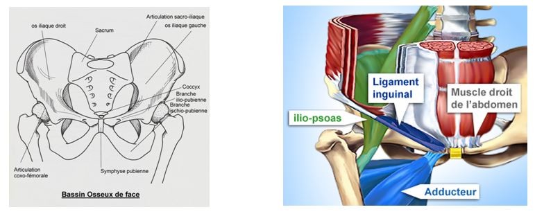 Chronique Medicale La Pubalgie Chez Le Sportif Sport A Caen