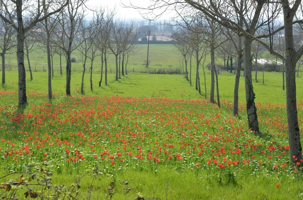 La seigneurie de l'île d'orléans: Lot Et Garonne Insolite A Marmande Les Tulipes Rares De Bouilhats Ont Fleuri Le Republicain Lot Et Garonne