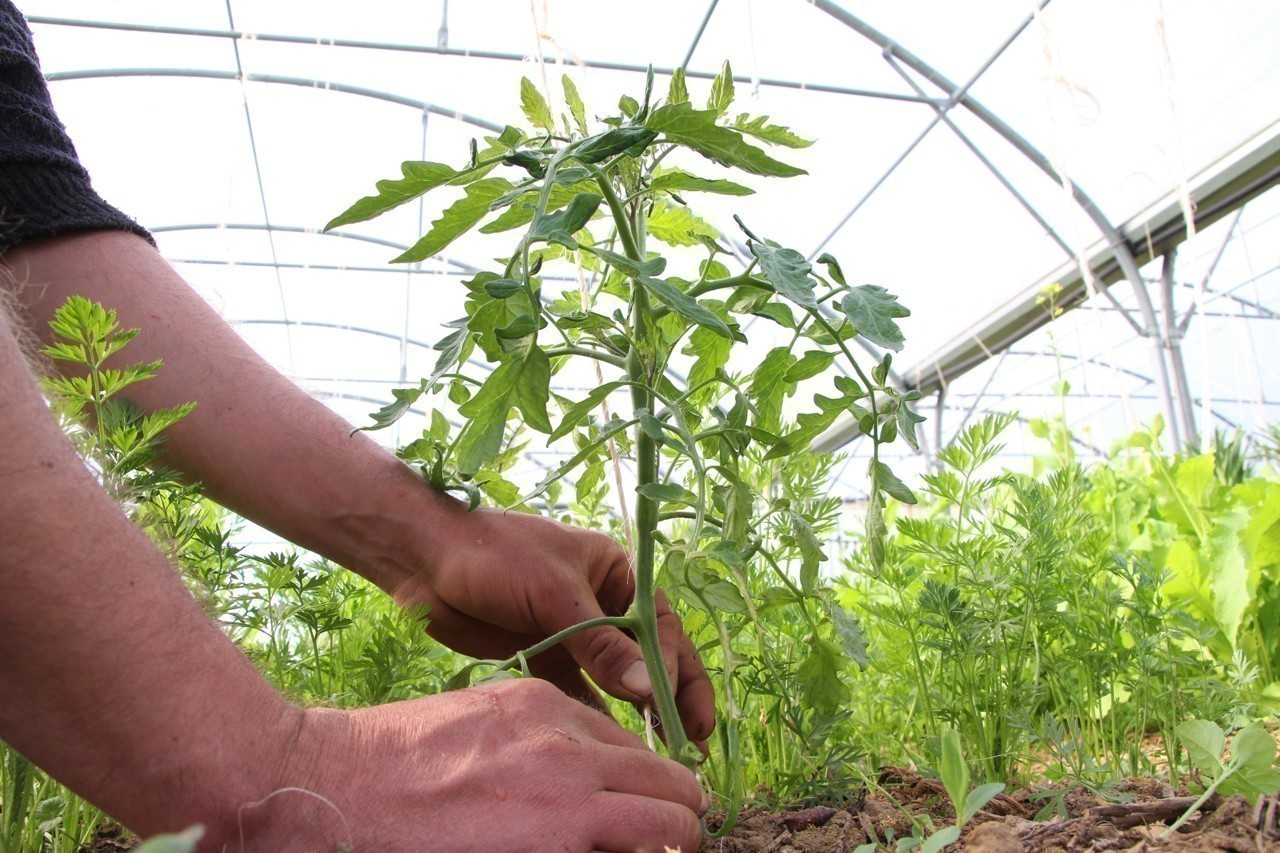 Pailler et couvrir le les plants si une nuit est particulièrement . Potager 10 Conseils Simples Pour Reussir Ses Tomates La Presse D Armor