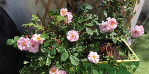 En Normandie, ce champignon attaque les rosiers : la solution de Bertrand le jardinier
