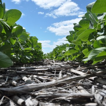 Soybean Scouting Tips Successful Farming
