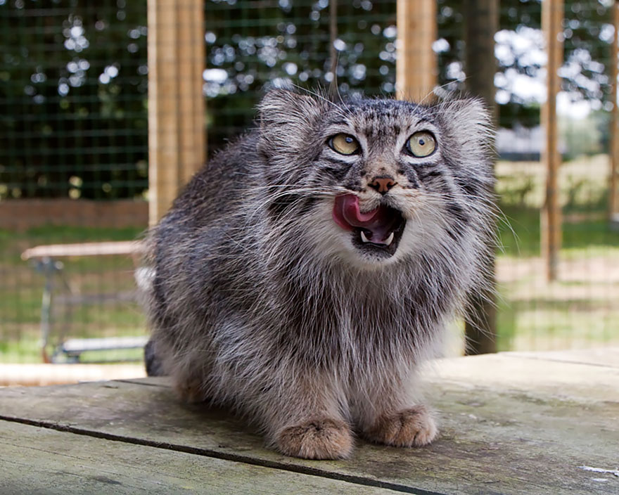 "uncovering the charm of the manul cat: a journey into its enigmatic
