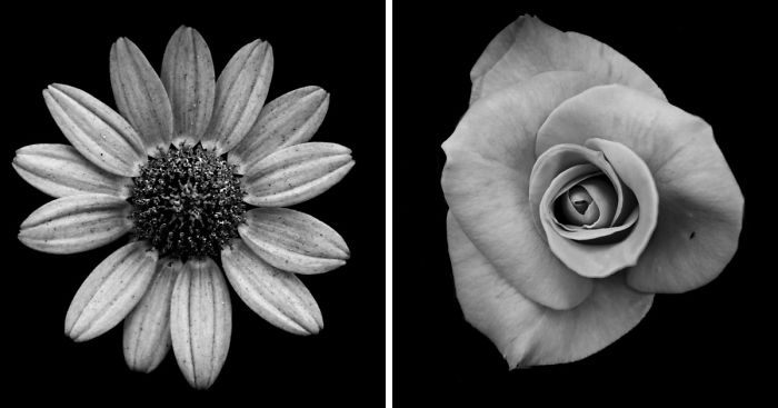 pics Beautiful Black And White Flowers Images black white photos of garden flowers