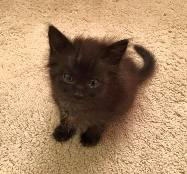 Cats are very intelligent animals. 91 Of The Cutest Kittens Ever Bored Panda
