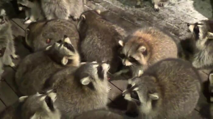 Moms are a favorite subject of memes. Every Night This Man Feeds Hot Dogs To This Pack Of Raccoons As Per His Late Wife S Wish Bored Panda