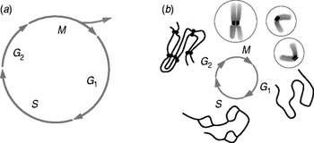 wallpapers Order Mitosis Mover Answers biophysics of mitosis quarterly