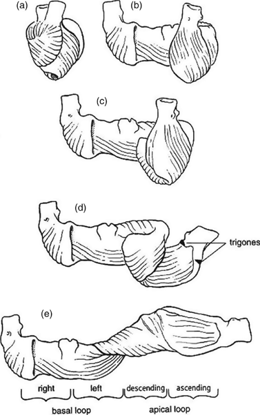 Anatomy And Physiology (Section 1) - Core Topics In Cardiac Anesthesia Anatomy And Physiology (Section 1) - Core Topics In Cardiac Anesthesia