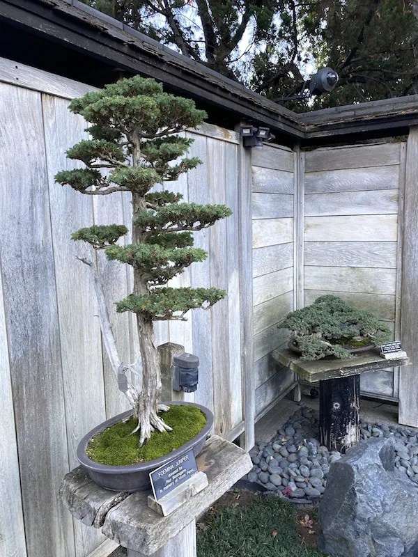 Bonsai karate kid · playera karate kid miyagi do karate árbol bonsai daniel san · 239 pesos$239. Pandemic Escape The Huntington Gardens Cultural Daily