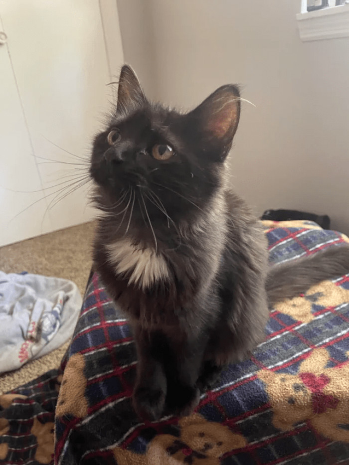 18 adorable cat adoption photos to soothe your soul
