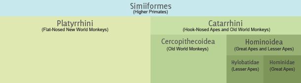 Monkey Vs Ape What S The Difference - Download Amazing Vintage Picture | Desktop