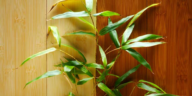 Hardwood flooring is increasing in popularity and is one of the most durable ch. Bamboo vs Hardwood Flooring - Difference and Comparison