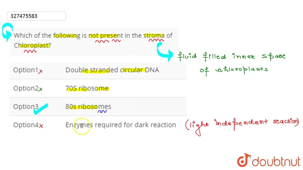 What Molecule Complex Is Absent in the Stroma?