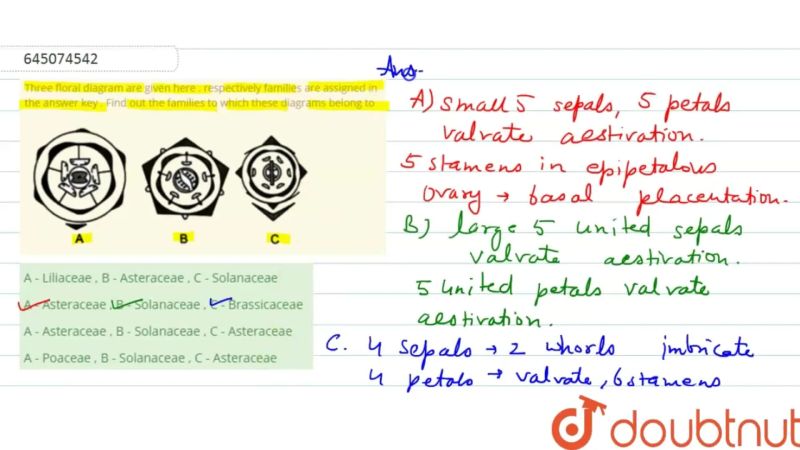 Asteraceae Pdf - Ultra HD Abstract Patterns for Desktop