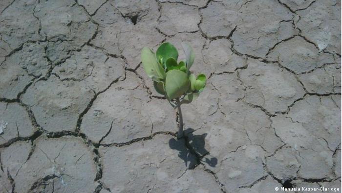 Indonesia merupakan negara yang memiliki intensitas bencana alam. Hutan Bakau Lindungi Pesisir Dari Badai Dan Tsunami Iptek Laporan Seputar Sains Dan Teknologi Dan Lingkungan Dw 22 12 2013