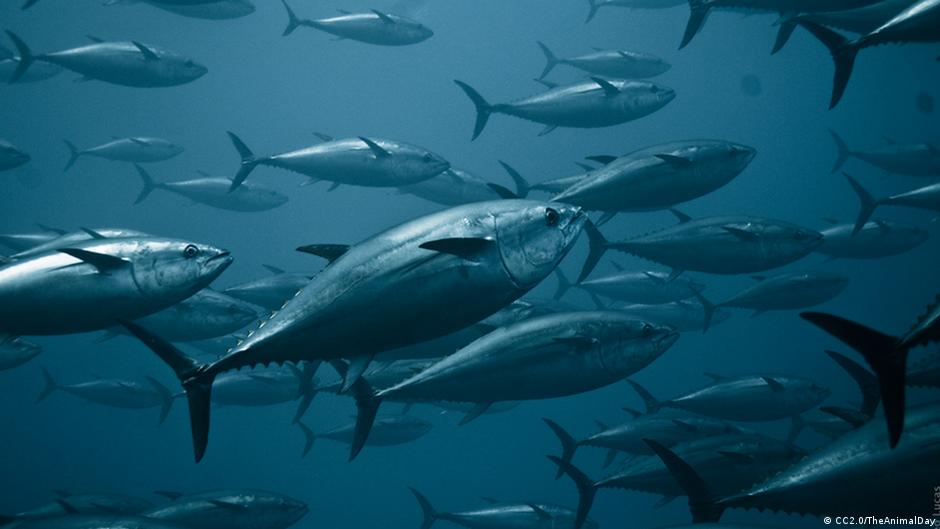 Debunking Fishy Satire Bluefin Tuna Wouldn T Eat Humans Science In Depth Reporting On Science And Technology Dw 21 04 2016 