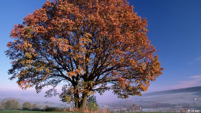 Tanaman Dan Pemandangan Tahun 2014 | Semua Konten Media | Dw | 03.01.2014 394_X_700_jpg