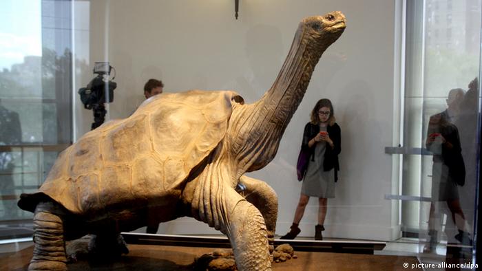 Je nach art der schildkröte gilt es die besonderen bedürfnisse in bezug auf futter, klimatische bedingungen oder die winterruhe zu beachten. GalÃ¡pagos-RiesenschildkrÃ¶te: Es kommt auf den Panzer an