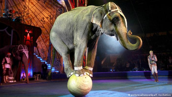 Find images of circus elephant. Circus Elephant Kills Early Morning Walker In Southwest Germany News Dw 13 06 2015