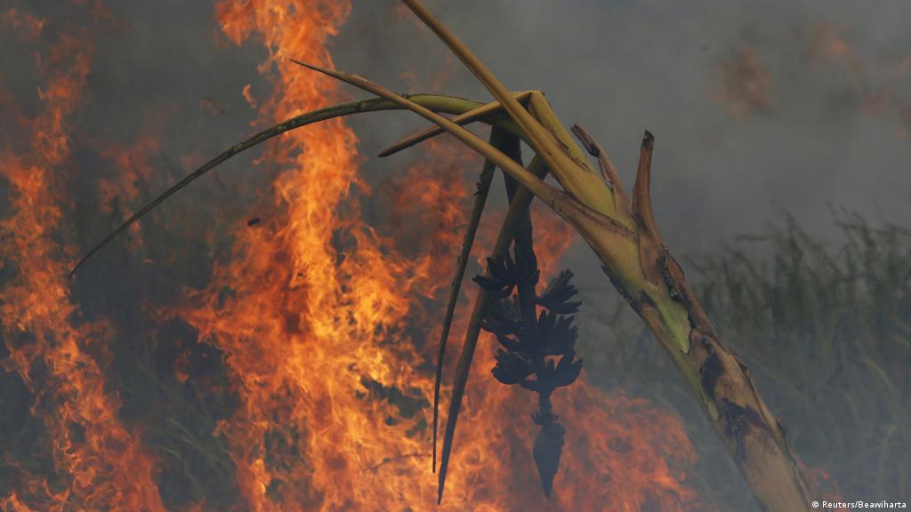 Penyebab Kerusakan Lingkungan Hidup Jenis Serta Cara Menanggulanginya Merdeka Ekosistem hutan mangrove merupakan sumber daya alam yang memberikan banyak sekali manfaat bagi mahkluk hidup karena produktivitasnya yang.