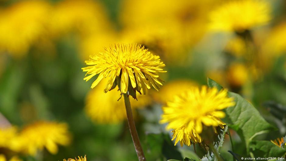 Dandelion seeds blowing in the wind. Could Rubber From Dandelions Make Tires More Sustainable Global Ideas Dw 10 03 2021
