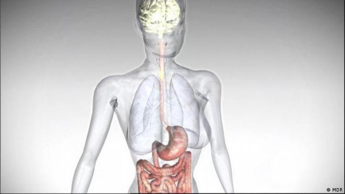 Misteri Tubuh Manusia / Anak Anak Cina Encyclopedia Ruang Alam Semesta Misteri Hewan Tanaman Serangga Senjata Tubuh Manusia Buku Ilmu Pengetahuan Pinyin Aliexpress - Kenapa kita tertawa saat geli?