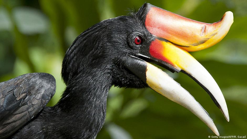 Envid88 box untuk foto burung lovebird, kenari, suncorner, cockatail, dll ready stok terbuat dari multiplek lapis pvc jeruji besi coating dapat : Menjaga Kicauan Burung Liar Di Hutan Harapan Jambi Sosbud Laporan Seputar Seni Gaya Hidup Dan Sosial Dw 08 06 2021