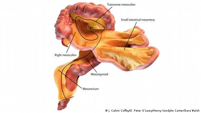 Misteri tubuh manusia ini, kita akan mempelajari berbagai hal mengenai tubuh manusia bersama conan. Ilmuwan Temukan Organ Baru Dalam Tubuh Manusia Iptek Laporan Seputar Sains Dan Teknologi Dan Lingkungan Dw 28 03 2018