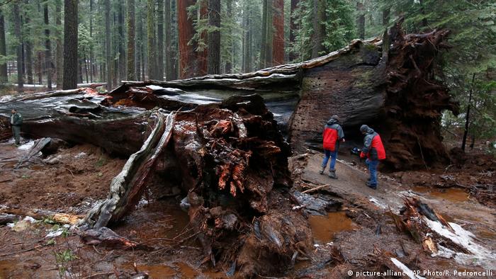 50 Redwood Tunnel Photos And Premium High Res Pictures Getty Images