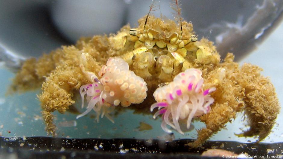 Lybia Tessellata Boxer Crab Aquainfo 