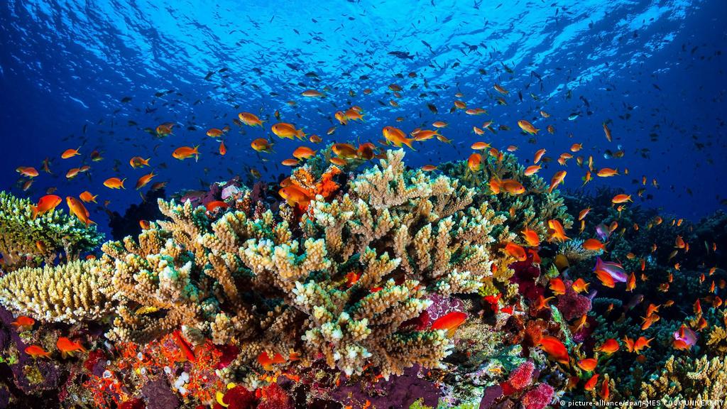 It contains the world’s largest collection of coral reefs, with 400 types of coral, 1,500 species of fish and 4,000 types of mollusc. Australia Opposes Great Barrier Reef In Danger Listing News Dw 22 06 2021