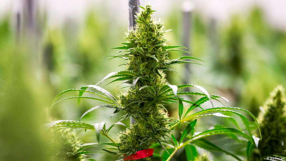 الوصف · جاميسون ستيفن جونز لعلاج القلق والتوتر والإكتئاب · عشبة خفيفة فعالة تستخدم لتقليل اعراض القلق والتوتر وقلة النوم. Ø§ÙÙÙØ¨ Ø§ÙÙÙØ¯Ù ÙØ®Ø¯Ø± ÙØªØ§Ø­ ÙÙ ØµÙØ¯ÙÙØ§Øª Ø£ÙÙØ§ÙÙØ§ ÙØ¹ÙØ§Ø¬ Ø§ÙÙØ±Ø¶Ù Ø³ÙØ§Ø³Ø© ÙØ§ÙØªØµØ§Ø¯ ØªØ­ÙÙÙØ§Øª ÙØ¹ÙÙØ© Ø¨ÙÙØ¸ÙØ± Ø£ÙØ³Ø¹ ÙÙ Dw Dw 24 01 2018