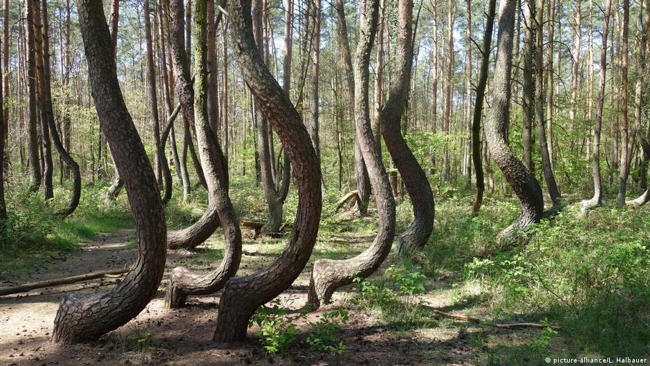 Parable Of The Crooked Tree Inky S Pen