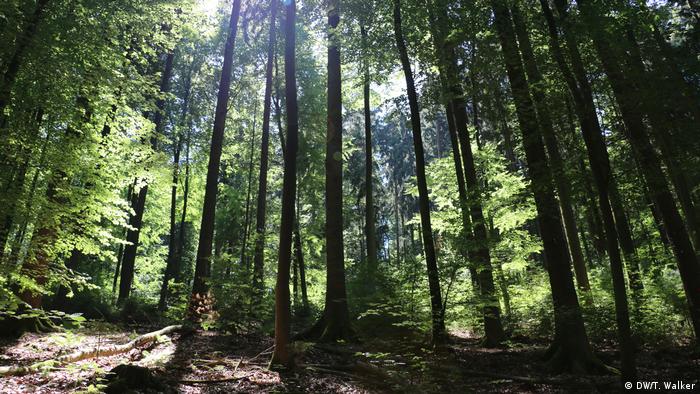 Viburnum Tinus Lucidum Full Standard Trees Buy Trees Uk