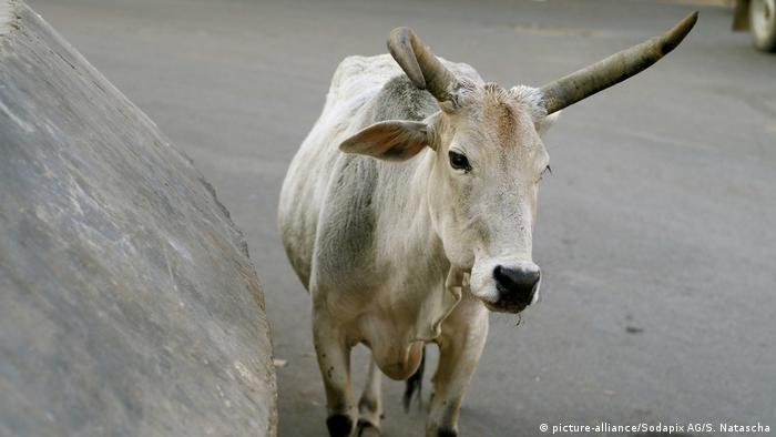Indien Mob Totet Muslim Wegen Heiliger Kuhe Aktuell Welt Dw 21 07 2018