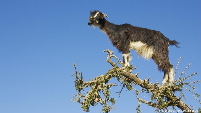 Tree Climbing Goats Spit Out And Disperse Valuable Argan Seeds New Scientist