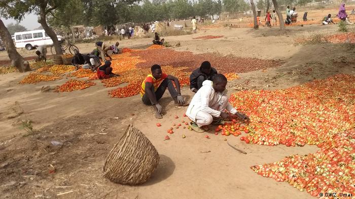 Norseman meaning in urdu norsemen netflix norsemen rotten tomatoes norsemen wiki norsemen day. Modernizing Tomato Production In Nigeria Africa Dw 22 03 2019