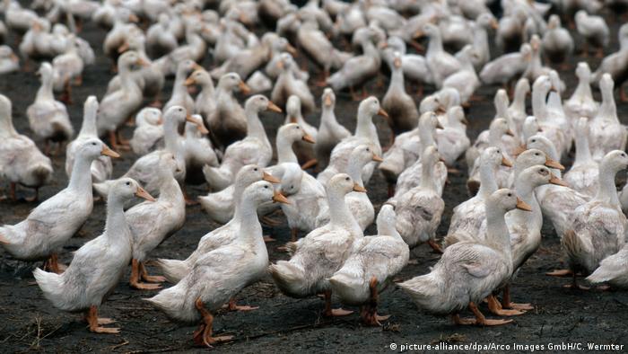 Read through to discover the several collective names of ducks — and some of their habits. China Says Sending Locust Eating Duck Army To Pakistan Actually Not The Best Idea News Dw 27 02 2020