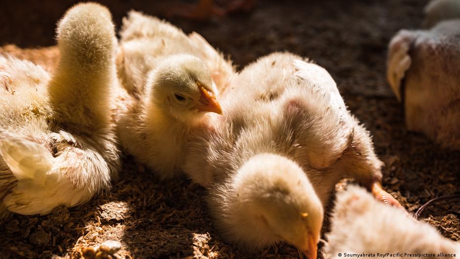 $65.00 rip city portland trailblazers metal sign | custom metal sign . Germany To Ban Chick Shredding From 2022 In Global First News Dw 20 01 2021