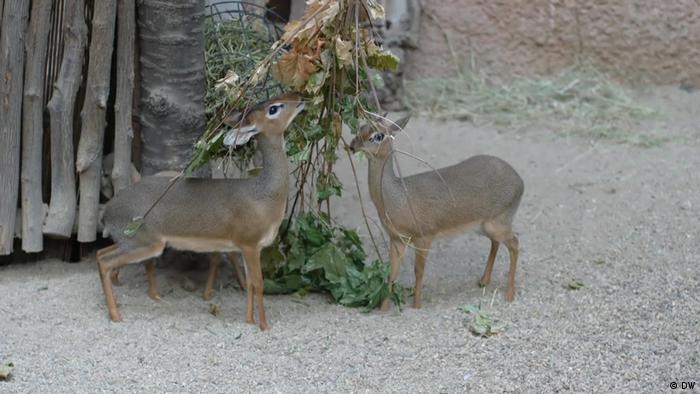 Crash 68th st/coastal hwy sb ocean city (700). Https Www Dw Com En Covid 19 Can Copa America Go Ahead Av 57739496 2021 06 01t09 45 47 066z Yearly 0 6 Https Tvdownloaddw A Akamaihd Net Stills Images Je Je20210601 Qcopa23a Image 1024x576 3 Jpg Covid 19 Can Copa America Go