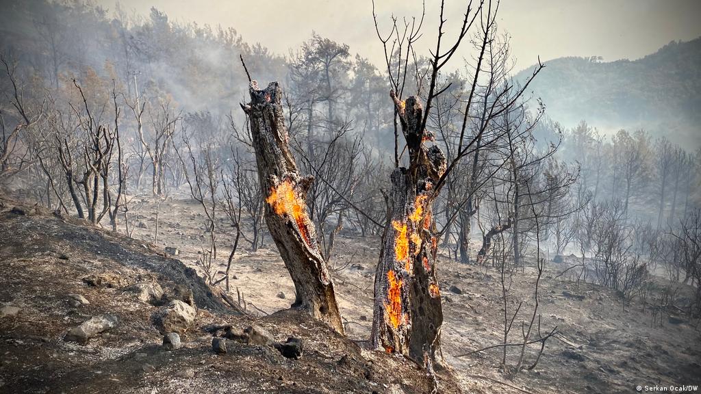 Learn how the fire stick works. Turkey Fires It Took Only A Few Minutes Environment All Topics From Climate Change To Conservation Dw 09 08 2021