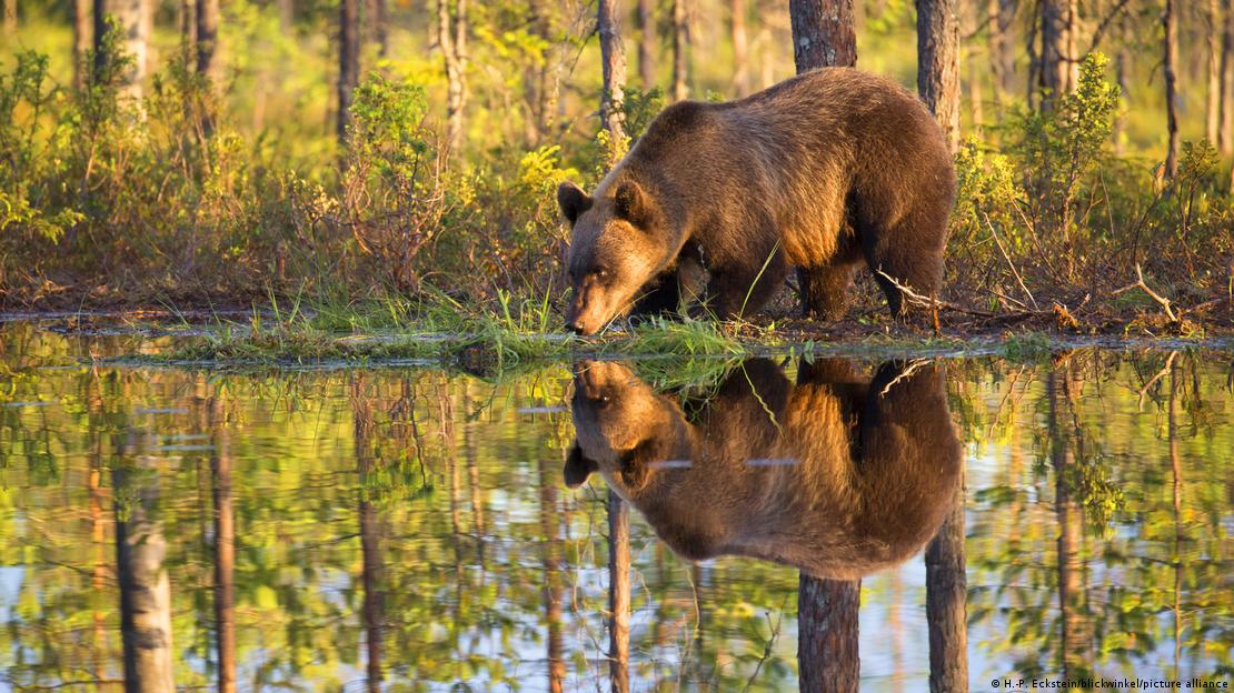 Ariu i murmë në parkun Kajaani, Finlandë Ariu i murmë në parkun Kajaani, Finlandë