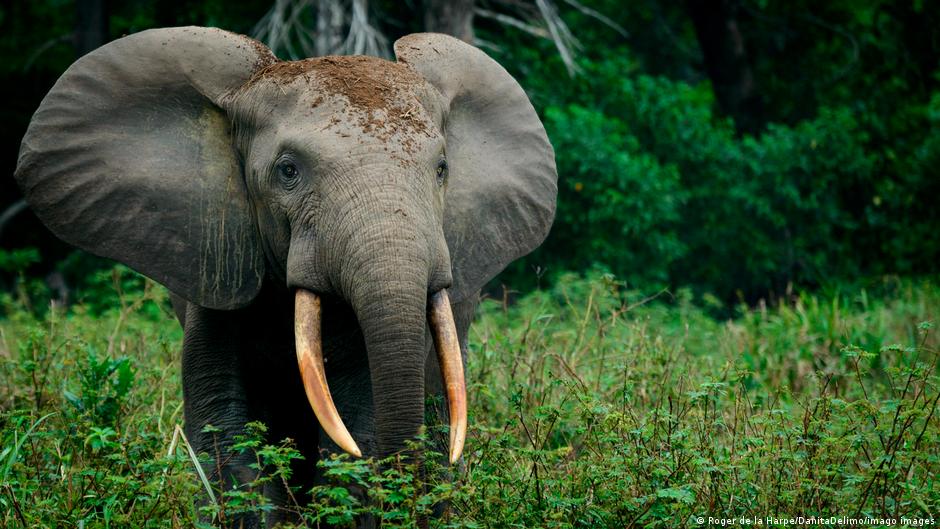 Many dangerous african animals are among the most dangerous in the world after human beings, whether hostile or poisonous. Looming Mass Extinction Could Be Biggest Since The Dinosaurs Says Wwf News Dw 29 12 2021