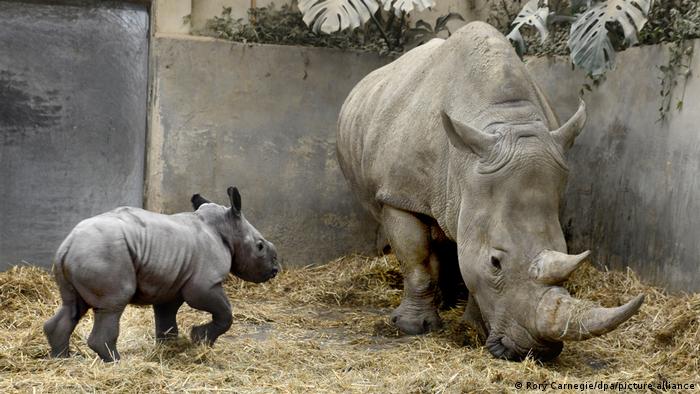 A picture of the new rhino Queenie with her mother Nancy