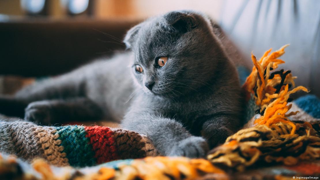 Si amasar es un comportamiento propio de los gatitos, ¿por qué lo sigue haciendo mi gato adulto? 