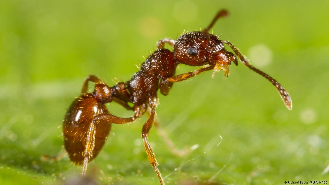 Se cree que las hormigas aprendieron a amputar patas de otras hormigas debido a razones evolutivas, y no a un sentimiento "compasivo"