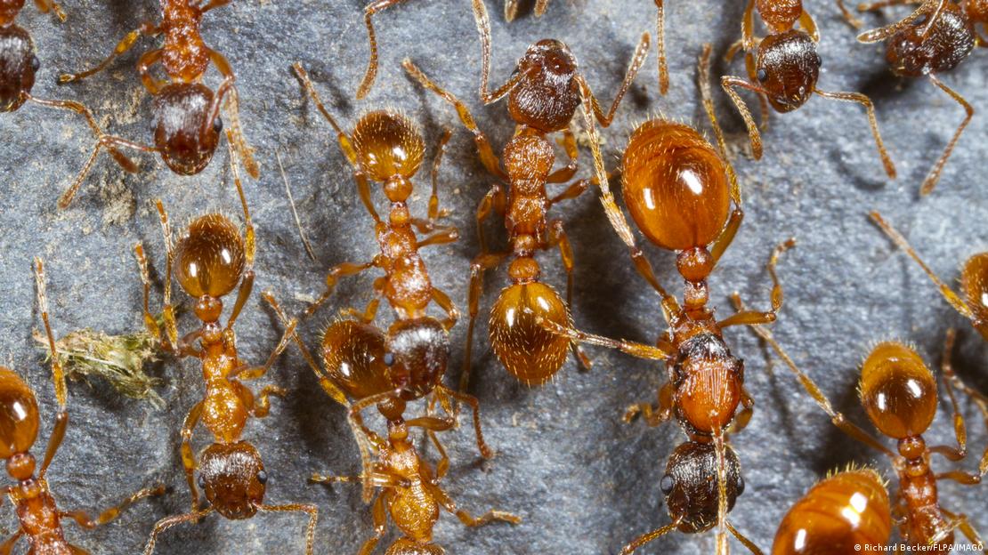 Las hormigas macho solo sobreviven para aparearse, luego de lo cual mueren