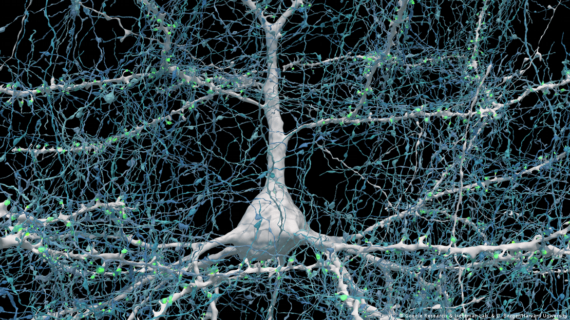 Una sola neurona (blanca) con 5.600 axones (azules) que se conectan a ella. Las sinapsis que establecen estas conexiones aparecen en verde. El cuerpo celular (núcleo central) de la neurona mide unos 14 micrómetros.