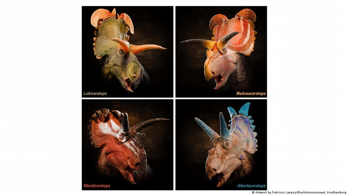 Reconstrucciones de retratos de los cuatro dinosaurios centrosaurinos que vivieron juntos en el Kennedy Coulee Assemblage del norte de Montana y el sur de Alberta.