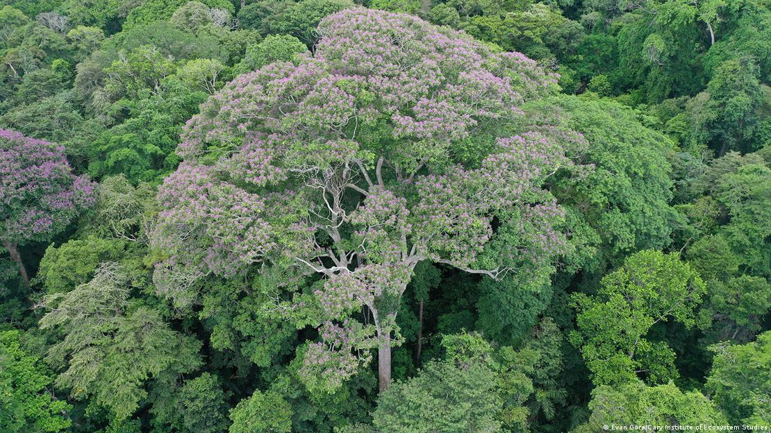 También conocido como eboe, choibá, haba tonka o almendro, el "Dipteryx oleifera" es originario de Honduras, Nicaragua, Costa Rica, Panamá, Colombia y Ecuador.